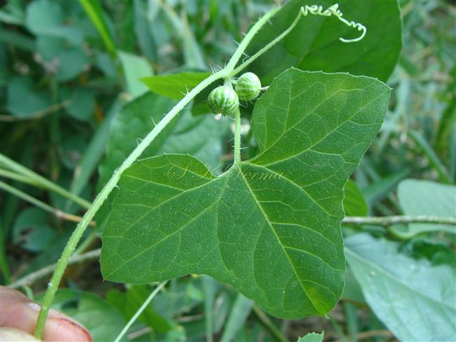  Branch bearing leaf and fruits